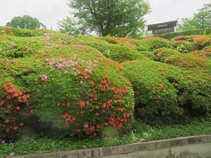 咲き始めのサツキ