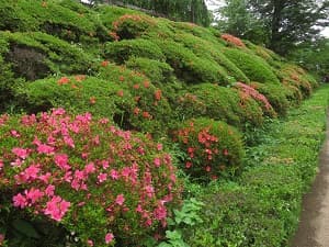 石段脇のサツキ
