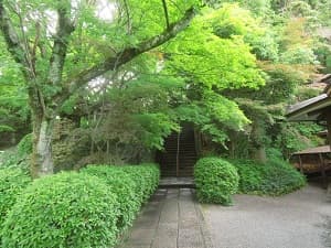石段下のカエデ
