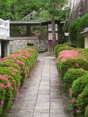 整然と並ぶサツキ