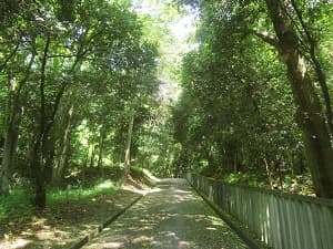 木々に囲まれた小道