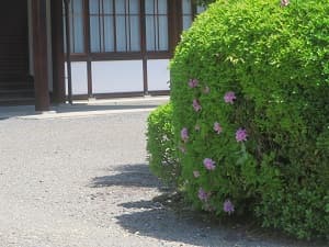 ツツジ