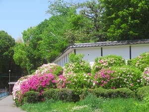 見ごろのツツジ