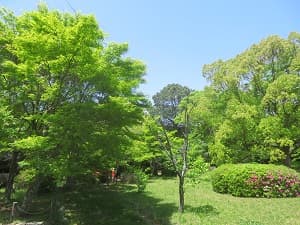 新緑と芝生