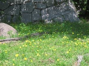 タンポポ