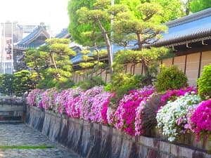 満開のツツジ