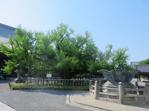 逆さイチョウ