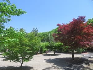 新緑と赤色のカエデ