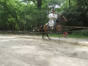 走る馬