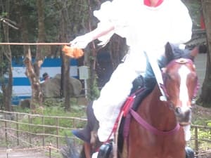 疾走する馬