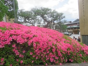 満開のサツキ