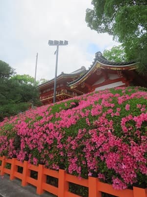 西楼門の南側のサツキ