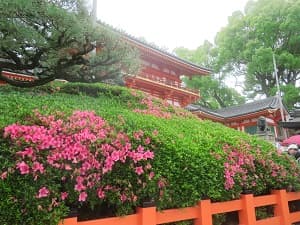 西楼門の北側のサツキ