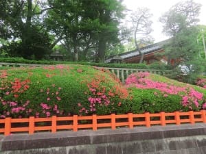 赤色とピンク色のサツキ