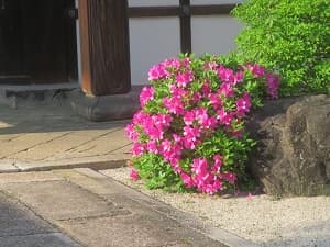 ツツジ