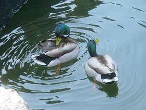 2匹のカモ