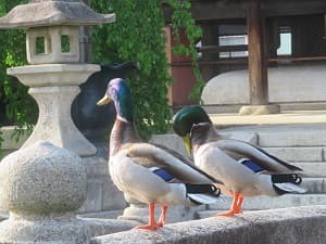 仲良く並ぶカモ