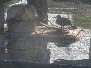 橋の下のカモ