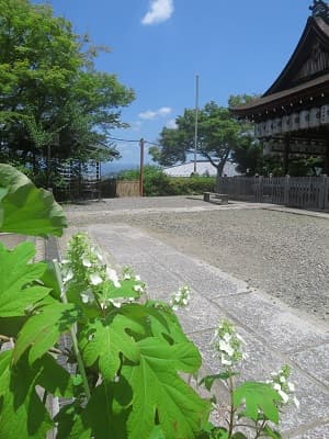 ガクアジサイ