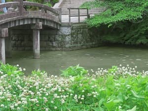 シロツメクサ