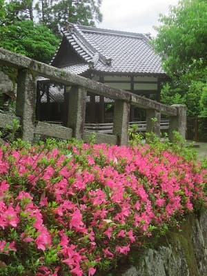 女坂のサツキ