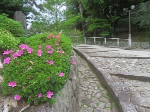 咲き始めたサツキ