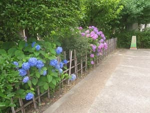青色と紫色のアジサイ