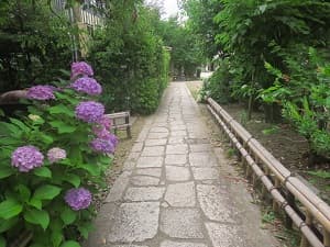石畳とアジサイ