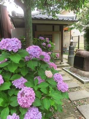 龍神堂とアジサイ