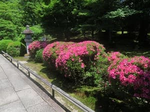 参道わきのサツキ