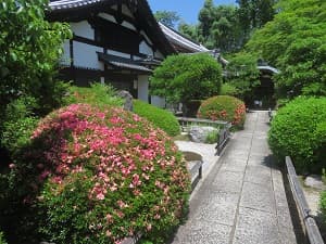 散り始めたサツキ