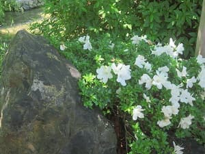 白色のサツキ