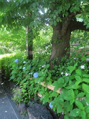 木陰のアジサイ