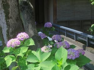 薄紫色のアジサイ