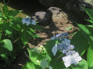 ガクアジサイ