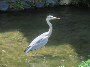アオサギ