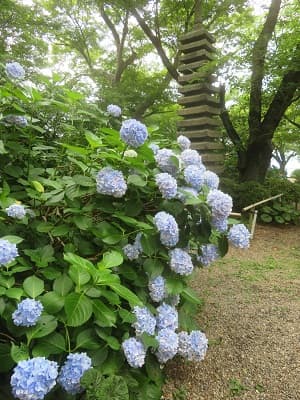 展望台のアジサイ