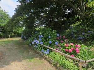 展望台下のアジサイ