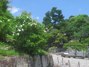 クチナシ