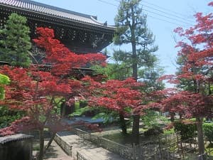 山門と赤色のカエデ