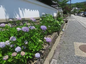 西洋アジサイ