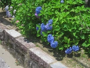 青色のアジサイ