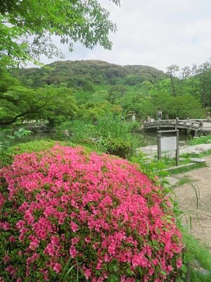 丸く刈り込まれたサツキ
