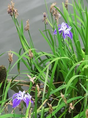 カキツバタ