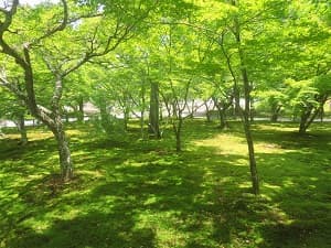 コケとカエデ