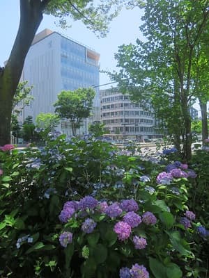 河原町御池のアジサイ