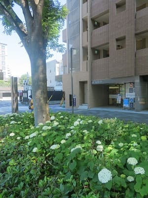 アナベル