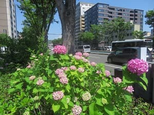 赤系統のアジサイ