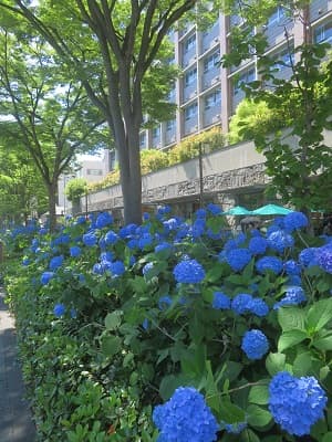 富小路御池のアジサイ