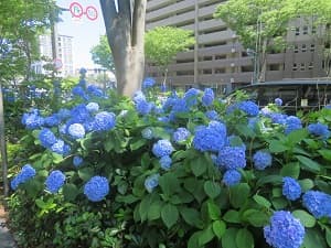 見ごろのアジサイ